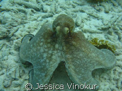 free-swimming octopus at hilma hooker, bonaire by Jessica Vinokur 